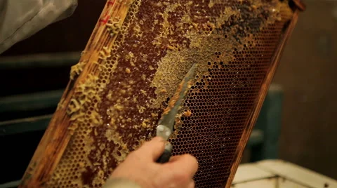 Beekeeper unsealing honeycomb Stock Footage 46271987