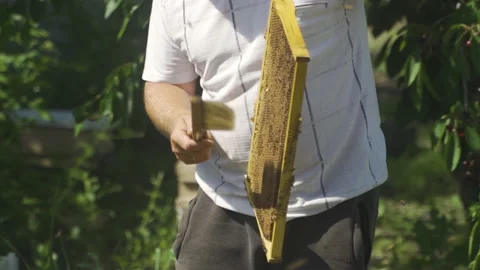 The beekeeper uses a brush to drive bees away from the frame for its inspection. Video stock 231714341