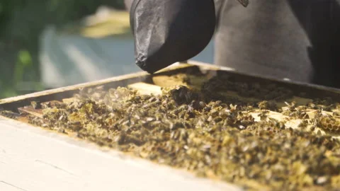 The beekeeper uses smoke to drive bees away from the surface. Video stock 231708292