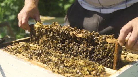 The beekeeper uses smoke to drive bees away from the surface. Stock Footage 231708702