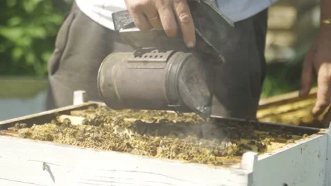 The beekeeper uses smoke to drive bees away from the surface of the frames. Video stock 231715353