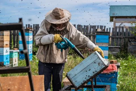 A beekeeper is using a blower, blowing air inside the hive full of working Stock Photos