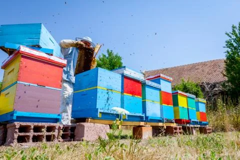 Beekeeper is using bristle to get rid of bees Stock Photos