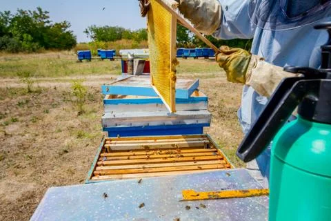 Beekeeper is using bristle to get rid of bees Stock Photos