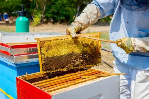 Beekeeper is using bristle to get rid of bees Stock Photos