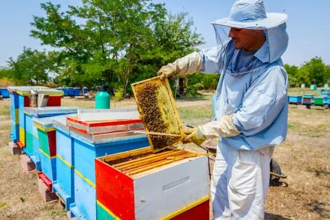 Beekeeper is using bristle to get rid of bees Stock Photos