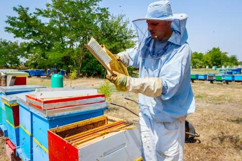 Beekeeper is using bristle to get rid of bees Stock Photos
