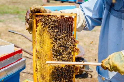 Beekeeper is using bristle to get rid of bees Stock Photos