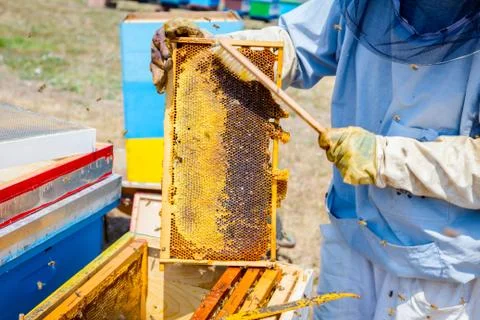 Beekeeper is using bristle to get rid of bees Stock Photos