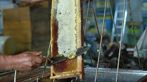 Beekeeper Using Heated Knife to Prepare Honeycomb Frame for Extraction Stock Footage 343885810