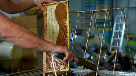 Beekeeper Using Heated Uncapping Knife to Prepare Honeycomb Frame for Extraction Stock Footage 343885734
