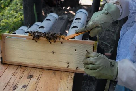 Beekeeper using hive tool to inspect honeycomb frame Stock Photos