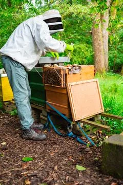 Beekeeper Using the Hive Tool to Prepare the Beehive Stock Photos