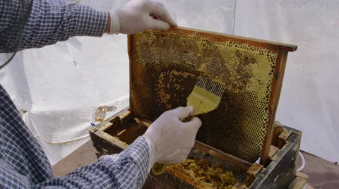 A beekeeper using a knife to cut the wax from the frame Vidéo 68656346