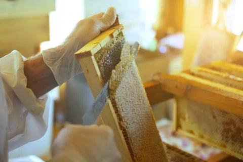 The beekeeper using a knife prints honeycombs with nesting frames. Stock Photos