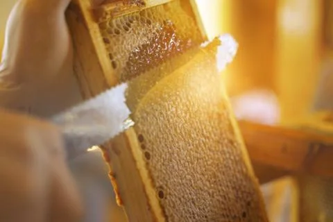The beekeeper using a knife prints honeycombs with nesting frames. Stock Photos