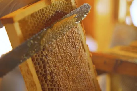 The beekeeper using a knife prints honeycombs with nesting frames. Stock Photos