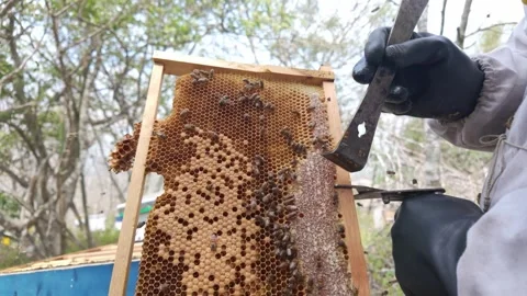 Beekeeper using protective gloves and hive tool during honey harvest Stock Footage 341680545
