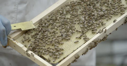 Beekeeper using smoker and lifting bees out of hive Stock Footage 306988601