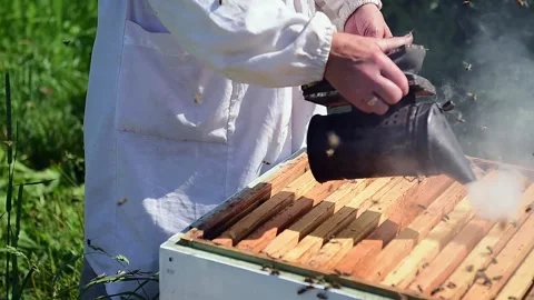 Beekeeper using smoker in apiary, elderly farmer hands close up. Video stock 167368149