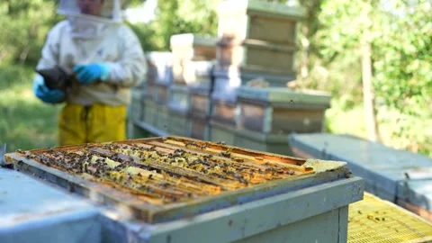 Beekeeper using smoker on beehive for honey production Stock Footage 336744873