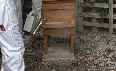 Beekeeper using a smoker to calm the bees Stock Photos