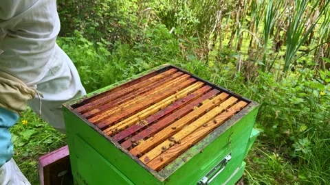 Beekeeper using smoker to calm honeybee colony during hive inspection process Stock Footage 335190297