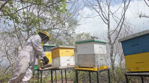 Beekeeper Using Smoker on Colorful Beehives in Outdoor Apiary Stock Footage 341870573