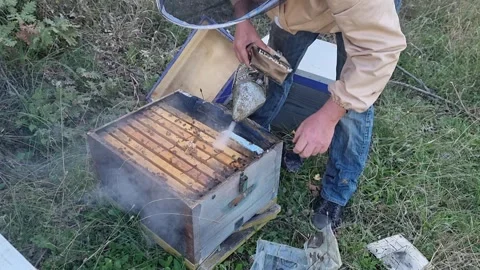 Beekeeper using smoker to inspect beehive frames outdoors Stock Footage 317876228