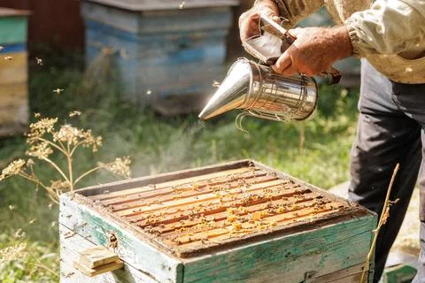 Beekeeper using smoker over open hive at rural apiary Stock Photos