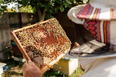 Beekeeper in veil inspecting capped brood frame at outdoor apiary Stock Photos