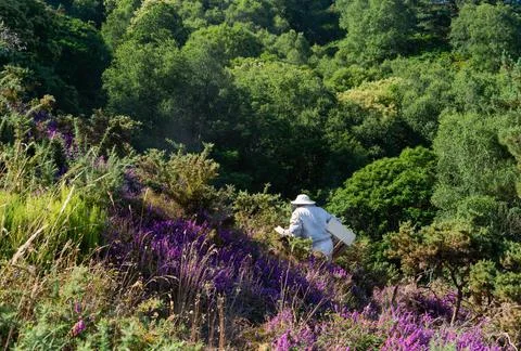 Beekeeper walking in the field with his work equipment. Copy space. Stock Photos