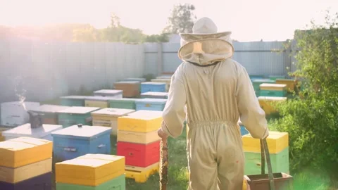 The beekeeper walks on his bee apiary Stock Footage 156843358