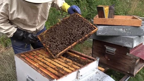 Beekeeper wearing a hive frame Stock Footage 77462188