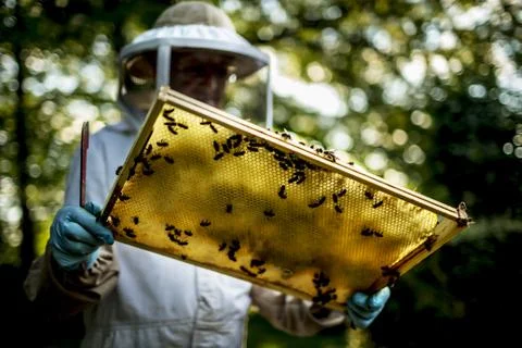 Beekeeper wearing a veil holding an inspection tray covered in bees. Stock Photos
