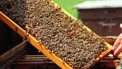 Beekeeper in a white protective suit examines Stock Footage 134974342