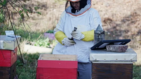Beekeeper woman preparing hive tool near colorful hives Stock Footage 345089242