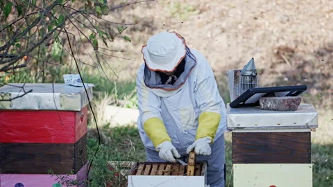 Beekeeper woman using hive tool on wooden frame Stock Footage 345089302