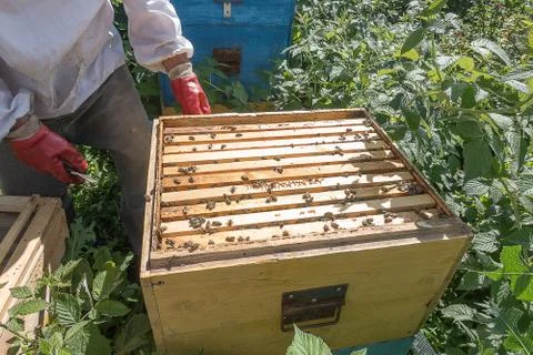 Beekeeper work in the apiary Stock Photos