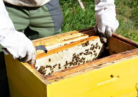 Beekeeper at Work. Bee keeper lifting shelf out of hive. Stock Photos