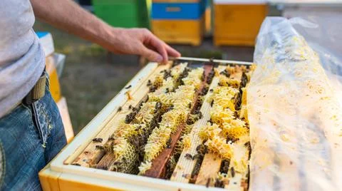 Beekeeper at work: a beekeeper extracts frame and controls how work of the bees Stock Photos