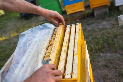 Beekeeper at work: a beekeeper extracts frame and controls how work of the bees Stock Photos