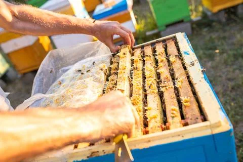 Beekeeper at work: a beekeeper extracts frame and controls how work of the bees Stock Photos