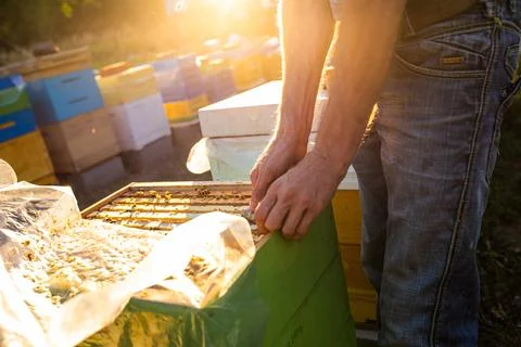 Beekeeper at work: a beekeeper extracts frame and controls how work of the bees Foto stock