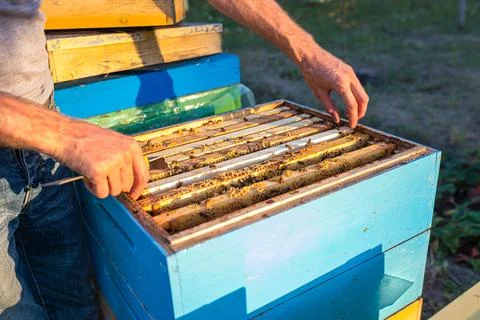 Beekeeper at work: a beekeeper extracts frame and controls how work of the bees Stock Photos