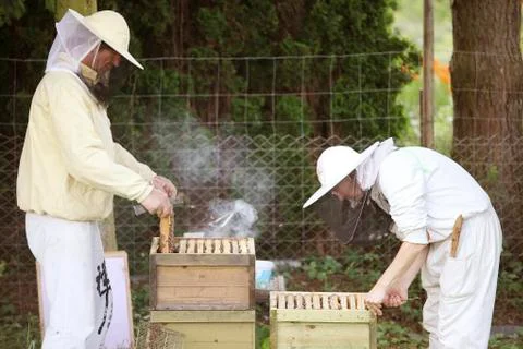 Beekeeper at work with bees 스톡 사진
