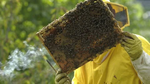 Beekeeper at Work Stock Footage 1094960