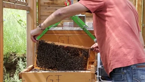 Beekeeper at work Stock Footage 71191015