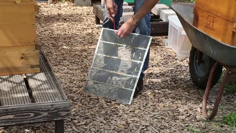 Beekeeper at work Stock Footage 71192578