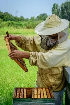 Beekeeper work on his hive 库存照片